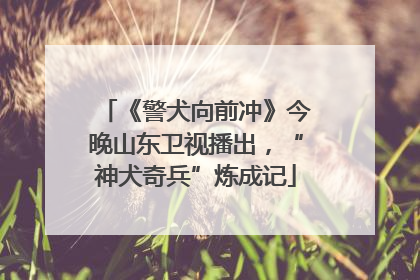 《警犬向前冲》今晚山东卫视播出，“神犬奇兵”炼成记