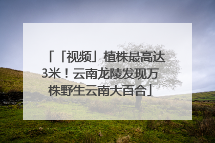 「视频」植株最高达3米！云南龙陵发现万株野生云南大百合