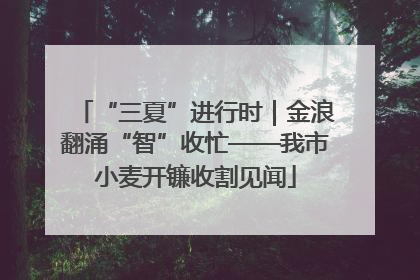 “三夏”进行时｜金浪翻涌“智”收忙——我市小麦开镰收割见闻