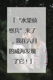 “水果侦察兵”来了，我在六月的威海发现了它！