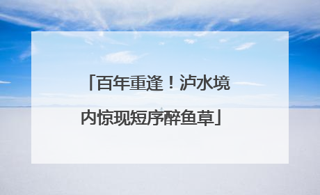 百年重逢！泸水境内惊现短序醉鱼草