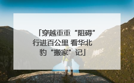 穿越重重“阻碍”行进百公里 看华北豹“搬家”记