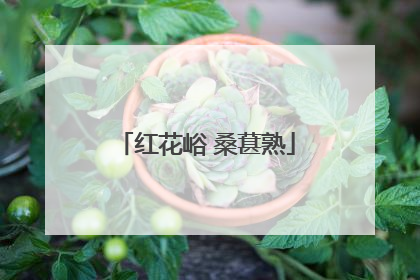 红花峪 桑葚熟
