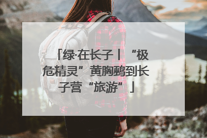 绿·在长子丨“极危精灵”黄胸鹀到长子营“旅游”