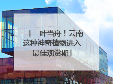 一叶当舟！云南这种神奇植物进入最佳观赏期
