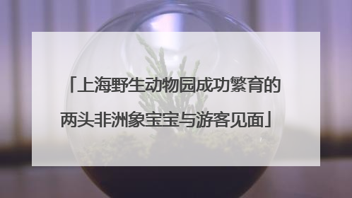 上海野生动物园成功繁育的两头非洲象宝宝与游客见面