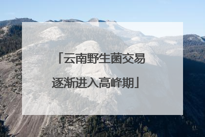 云南野生菌交易逐渐进入高峰期