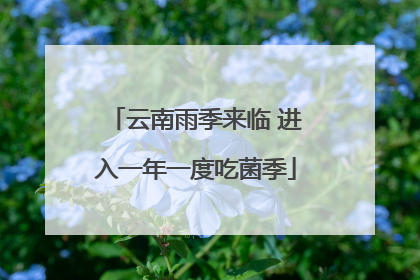 云南雨季来临 进入一年一度吃菌季