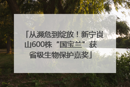 从濒危到绽放！新宁崀山600株“国宝兰”获省级生物保护嘉奖