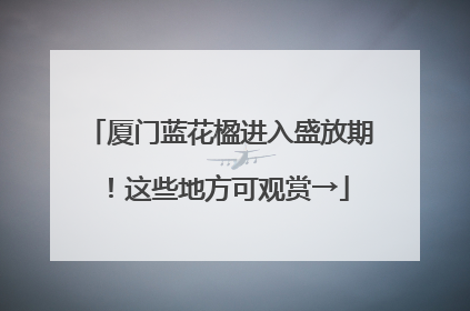厦门蓝花楹进入盛放期！这些地方可观赏→