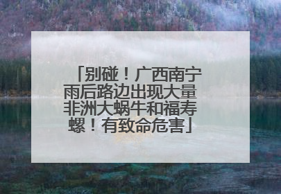 别碰！广西南宁雨后路边出现大量非洲大蜗牛和福寿螺！有致命危害