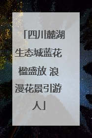 四川麓湖生态城蓝花楹盛放 浪漫花景引游人
