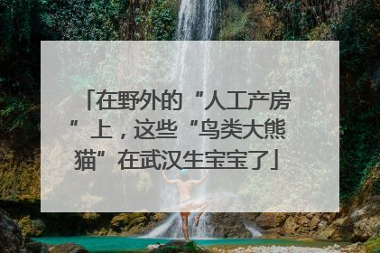 在野外的“人工产房”上，这些“鸟类大熊猫”在武汉生宝宝了