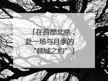 在首都北京，赴一场与月季的“倾城之约”