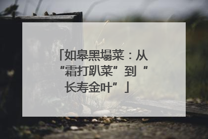 如皋黑塌菜：从“霜打趴菜”到“长寿金叶”
