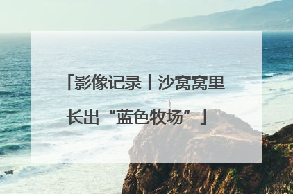 影像记录丨沙窝窝里长出“蓝色牧场”