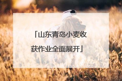山东青岛小麦收获作业全面展开
