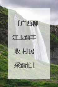 广西柳江玉藕丰收 村民采藕忙