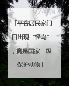 平谷居民家门口出现“怪鸟”，竟是国家二级保护动物