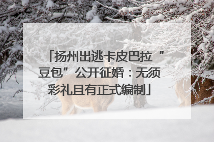 扬州出逃卡皮巴拉“豆包”公开征婚：无须彩礼且有正式编制