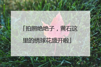拍照绝绝子，黄石这里的绣球花盛开啦
