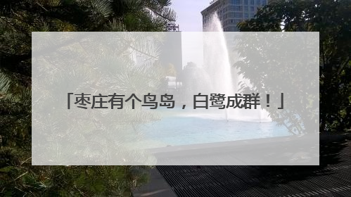 枣庄有个鸟岛，白鹭成群！