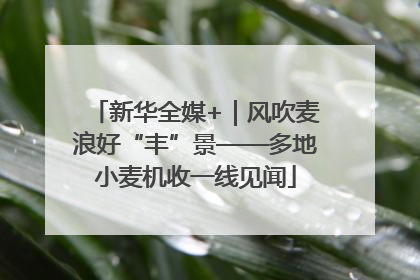 新华全媒+｜风吹麦浪好“丰”景——多地小麦机收一线见闻