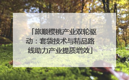 旅顺樱桃产业双轮驱动：套袋技术与精品路线助力产业提质增效