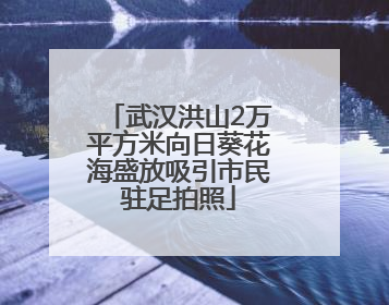 武汉洪山2万平方米向日葵花海盛放吸引市民驻足拍照