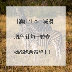澳佳生态：减损增产 让每一粒麦穗都饱含希望！