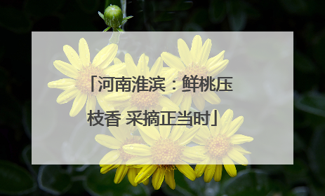 河南淮滨：鲜桃压枝香 采摘正当时