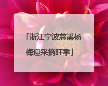 浙江宁波慈溪杨梅迎采摘旺季