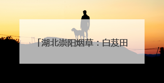 湖北崇阳烟草：白芨田间扬起丰收“号子”