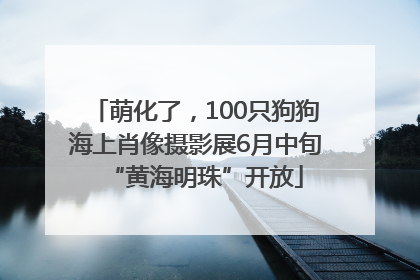 萌化了，100只狗狗海上肖像摄影展6月中旬“黄海明珠”开放
