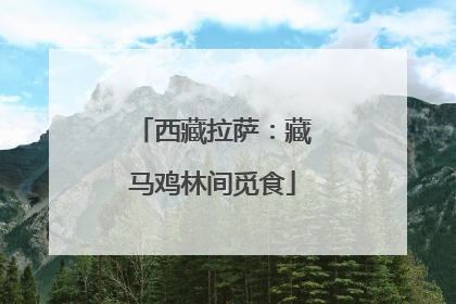 西藏拉萨：藏马鸡林间觅食
