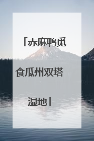 赤麻鸭觅食瓜州双塔湿地