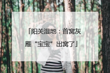 阳关湿地：首窝灰雁“宝宝”出窝了