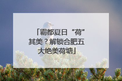 霸都夏日“荷”其美？解锁合肥五大绝美荷塘